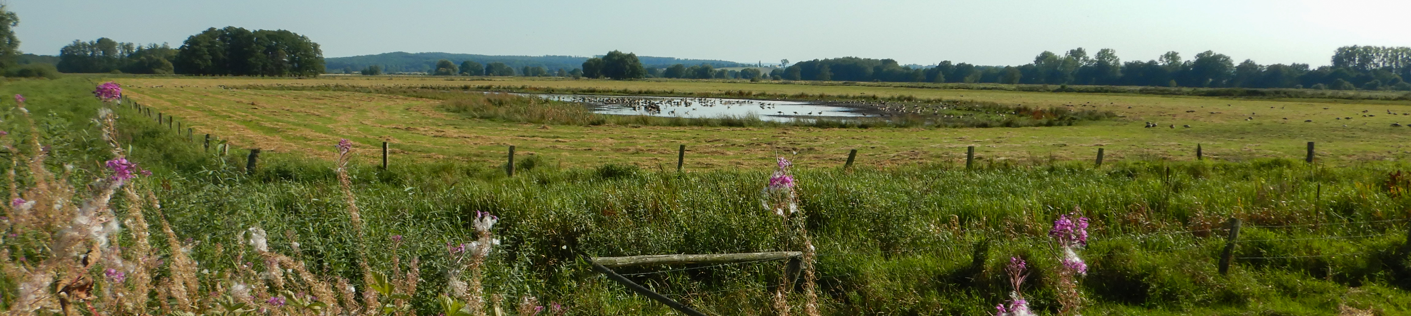 Einzäunung eines geschützten Sees mit rastenden Vögeln