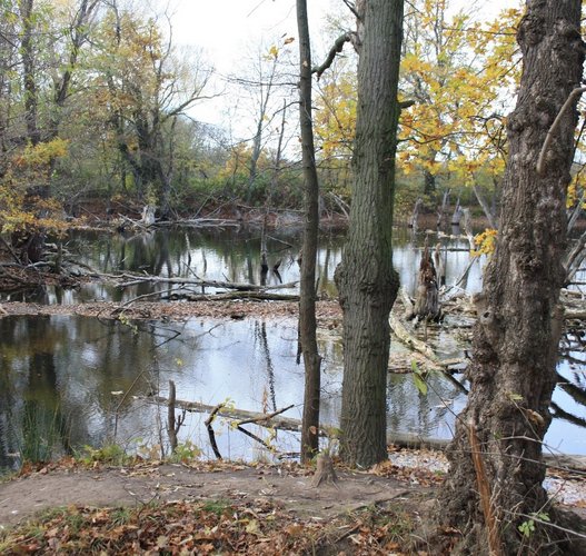 Auenlandschaft im Herbst