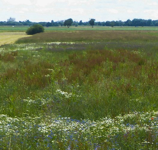 Naturraum (Blühwiese) an der Donau