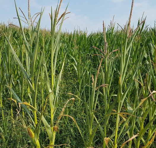 Ein Feld von Weizenpflanzen 