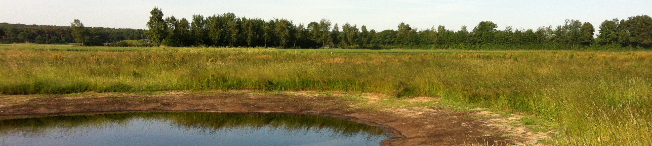 Wasserstelle in einem Naturgebiet. Im Hintergrund sind Bäume