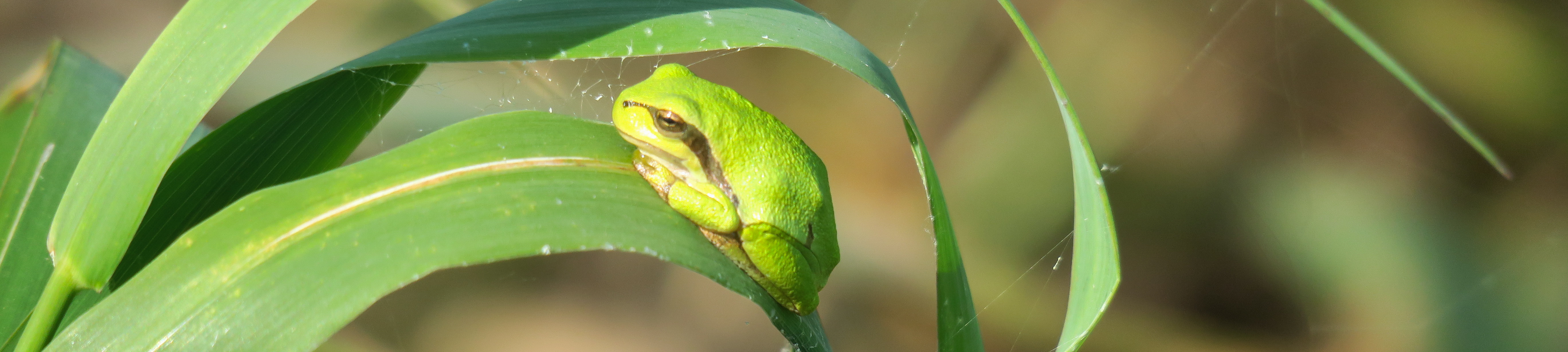 Ein Frosch sitzt auf einem Blatt 