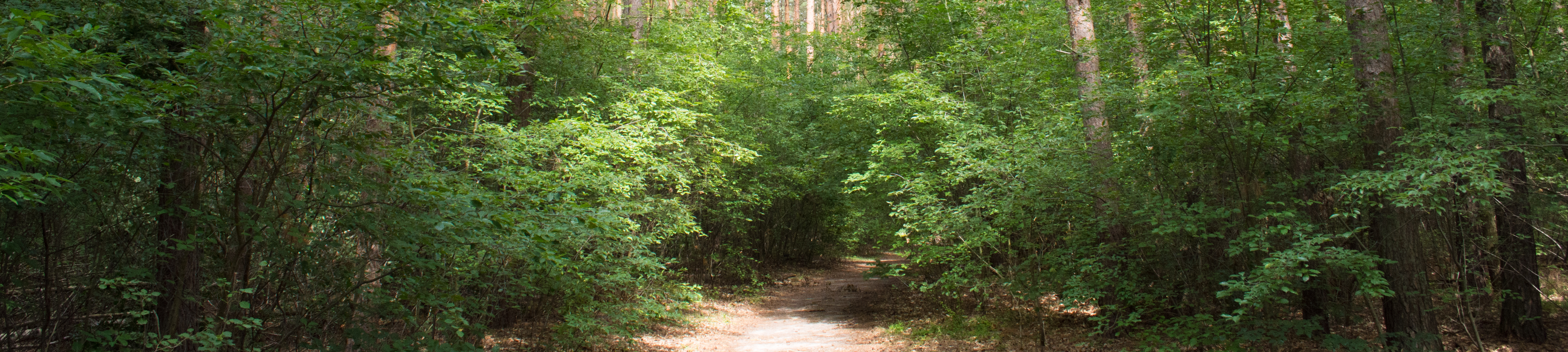 Ein Weg für durch den Wald